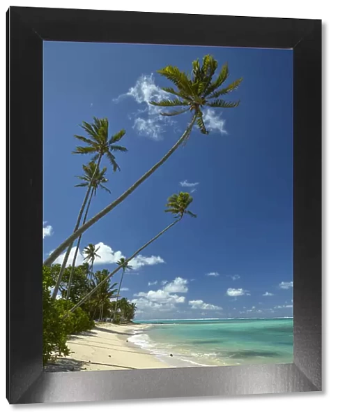 Coconut palm trees and Pacific Ocean, Rarotonga, Cook Islands, South Pacific