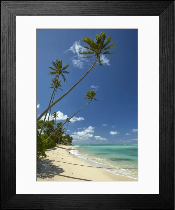 Framed Print : Coconut palm trees and Pacific Ocean, Rarotonga, Cook Islands, South Pacific Framed Print : Coconut palm trees and Pacific Ocean, Rarotonga, Cook Islands, South Pacific