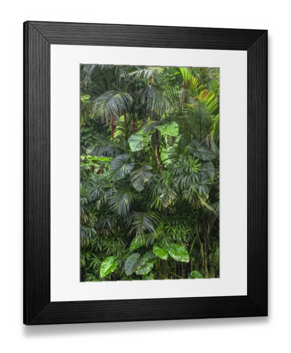 Framed Print : USA, Hawaii, Big Island of Hawaii. Hawaii Tropical Botanical Gardens Framed Print : USA, Hawaii, Big Island of Hawaii. Hawaii Tropical Botanical Gardens