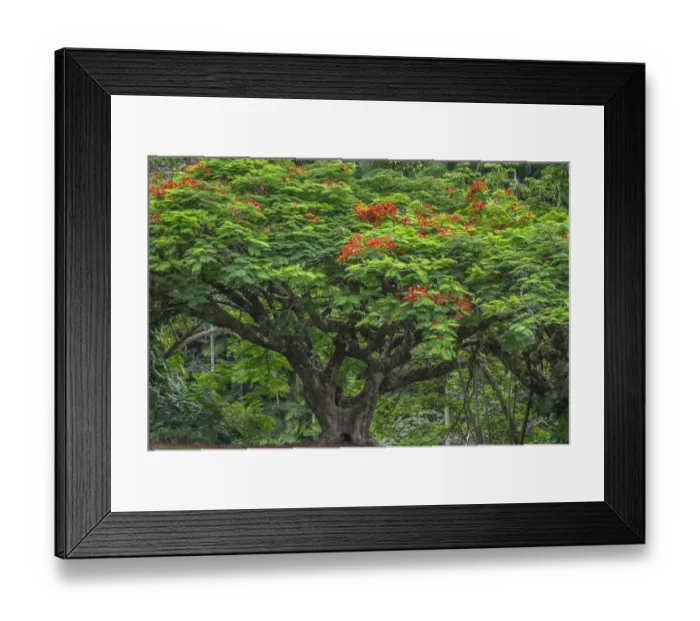 Framed Print : USA, Hawaii, Big Island of Hawaii. Hamakua coast, Royal poinciana in bloom at Waikaumalo