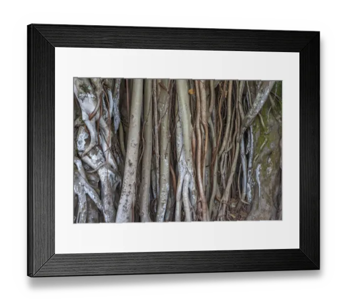 Framed Print : USA, Hawaii, Big Island of Hawaii. Hilo, Kalakaua Park, Banyan tree with multiple trunks