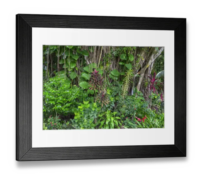 Framed Print : USA, Hawaii, Big Island of Hawaii. Hilo, Liliuokalani Gardens Framed Print : USA, Hawaii, Big Island of Hawaii. Hilo, Liliuokalani Gardens