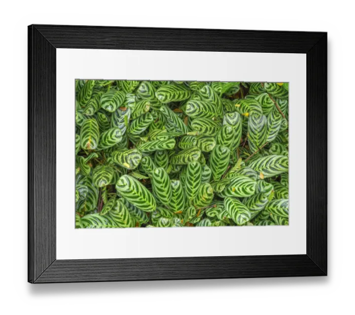 Framed Print : USA, Hawaii, Big Island of Hawaii. Hawaii Tropical Botanical Gardens Framed Print : USA, Hawaii, Big Island of Hawaii. Hawaii Tropical Botanical Gardens