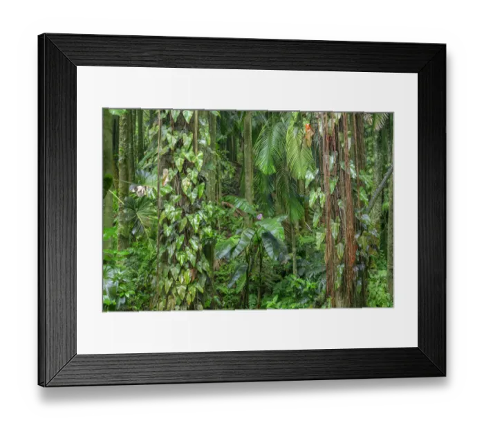 Framed Print : USA, Hawaii, Big Island of Hawaii. Hawaii Tropical Botanical Gardens Framed Print : USA, Hawaii, Big Island of Hawaii. Hawaii Tropical Botanical Gardens
