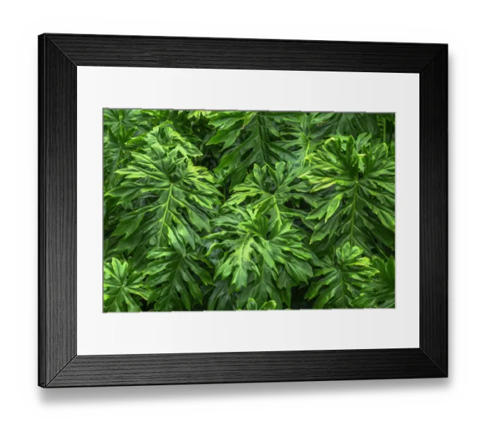 Framed Print : USA, Hawaii, Big Island of Hawaii. Hamakua coast, Monstera plants at Waikaumalo Park Framed Print : USA, Hawaii, Big Island of Hawaii. Hamakua coast, Monstera plants at Waikaumalo Park