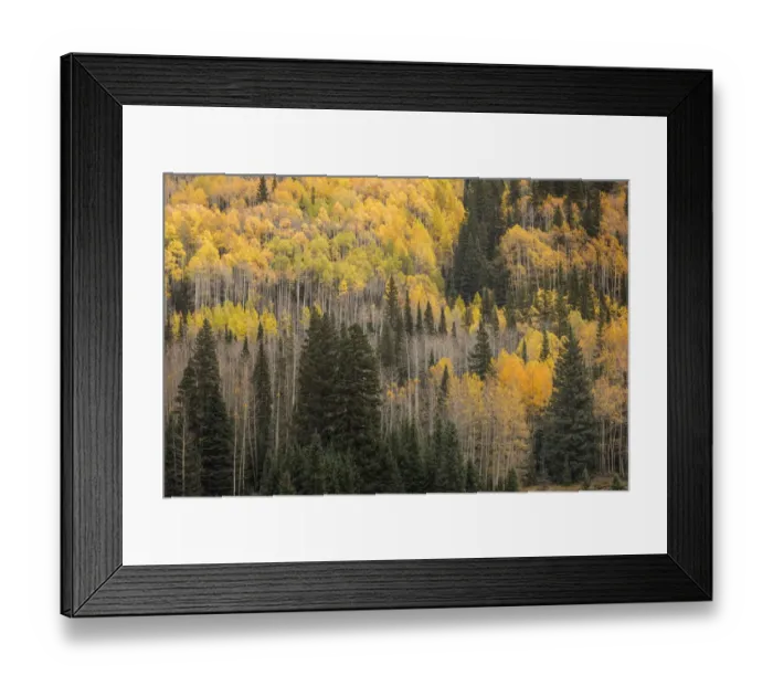 Framed Print : Mountain slope of Aspen trees and evergreens in fall, Uncompahgre National Forest