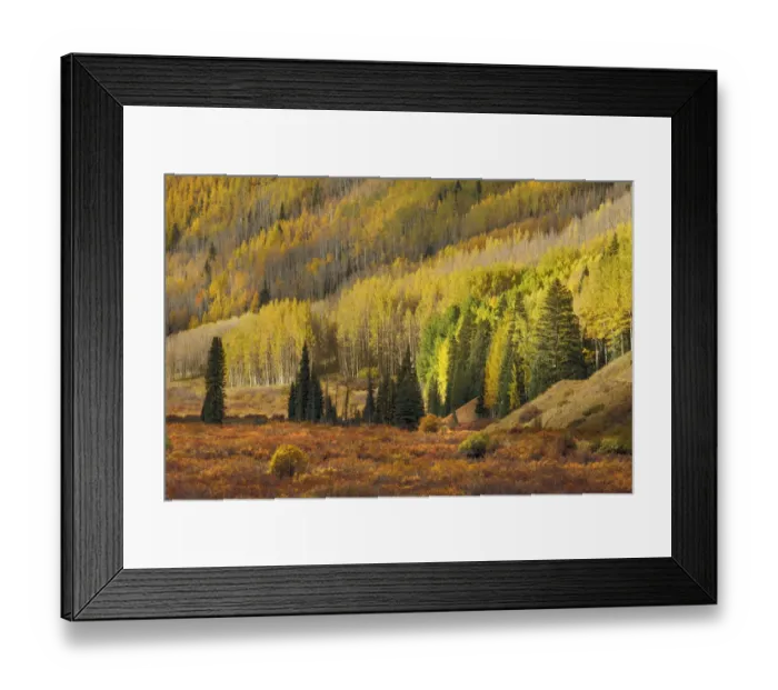 Framed Print : Alpine meadow surrounding by sloping aspen trees in autumn color Framed Print : Alpine meadow surrounding by sloping aspen trees in autumn color