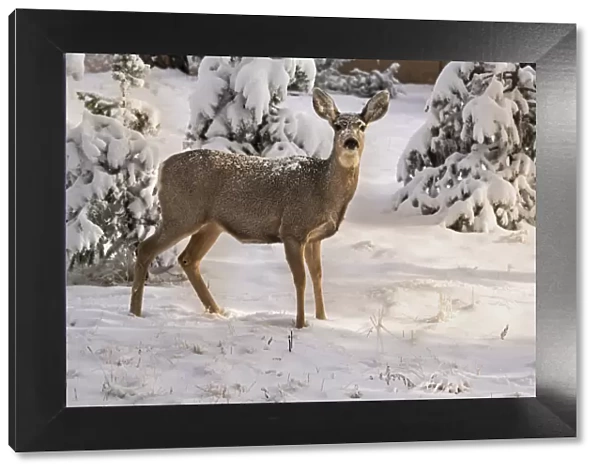 USA, Colorado, Woodland Park. Mule deer doe in fresh snow