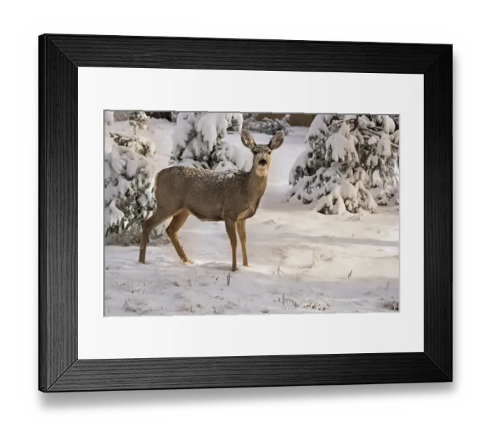 Framed Print : USA, Colorado, Woodland Park. Mule deer doe in fresh snow Framed Print : USA, Colorado, Woodland Park. Mule deer doe in fresh snow