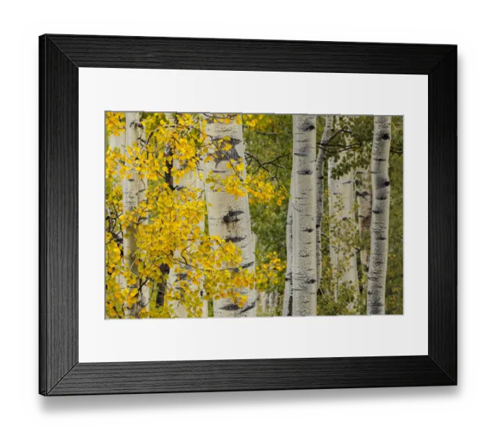 Framed Print : Early autumn aspen leaves and white trunks, Uncompahgre National Forest, Colorado Framed Print : Early autumn aspen leaves and white trunks, Uncompahgre National Forest, Colorado