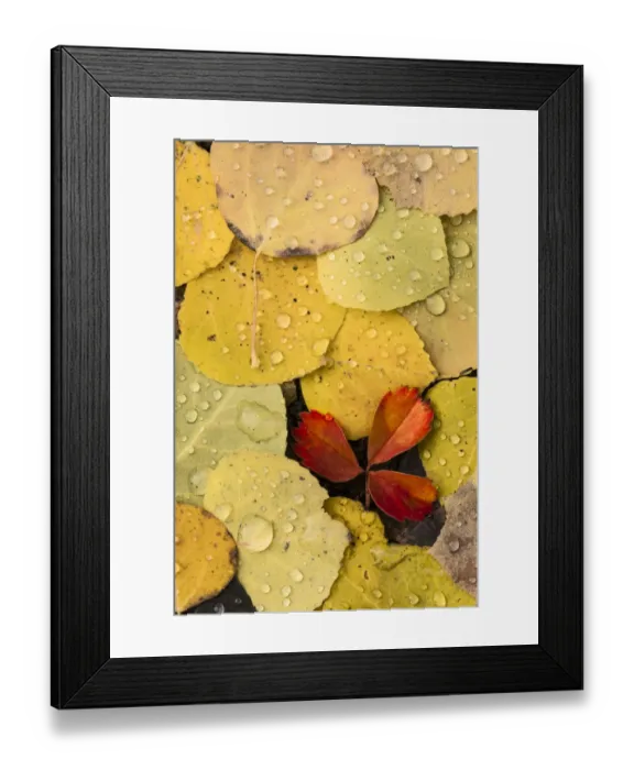 Framed Print : Raindrops on autumn aspen leaf pattern, Uncompahgre National Forest, Colorado Framed Print : Raindrops on autumn aspen leaf pattern, Uncompahgre National Forest, Colorado