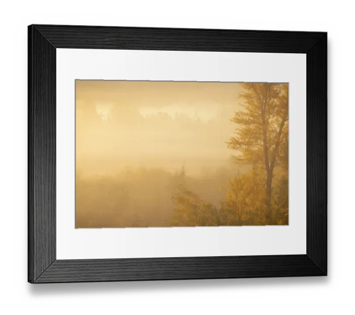 Framed Print : USA, Colorado, Curecanti National Recreation Area. Foggy sunrise on cottonwood trees Framed Print : USA, Colorado, Curecanti National Recreation Area. Foggy sunrise on cottonwood trees