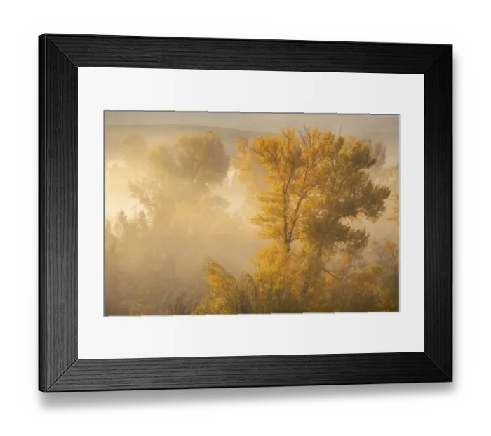 Framed Print : USA, Colorado, Curecanti National Recreation Area. Foggy sunrise on cottonwood trees Framed Print : USA, Colorado, Curecanti National Recreation Area. Foggy sunrise on cottonwood trees