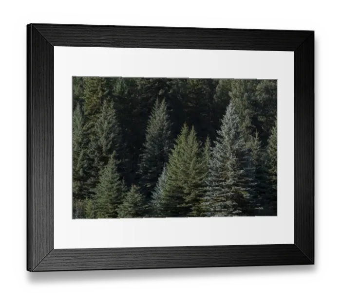 Framed Print : USA, Colorado, Front Range. Evergreen trees at sunrise Framed Print : USA, Colorado, Front Range. Evergreen trees at sunrise