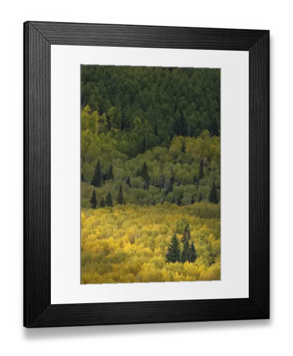 Framed Print : Light shining on evergreen trees among huge mountain slope of Aspen trees in autumn