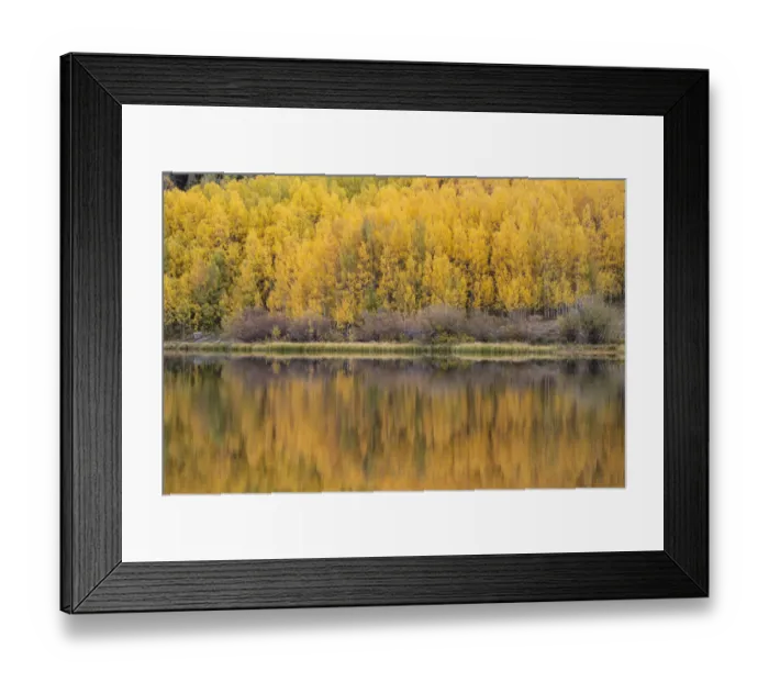 Framed Print : USA, Colorado, Uncompahgre National Forest. Aspen forest reflects in Crystal Lake in
