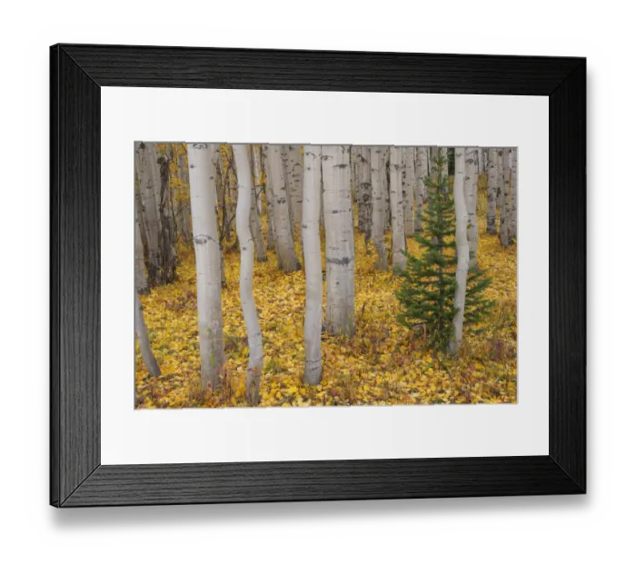 Framed Print : USA, Colorado, Gunnison National Forest, Lone spruce sapling among grove of quaking aspen Framed Print : USA, Colorado, Gunnison National Forest, Lone spruce sapling among grove of quaking aspen