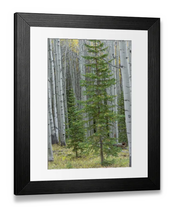 Framed Print : USA, Colorado, Gunnison National Forest, Spruce trees and grove of quaking aspen with Framed Print : USA, Colorado, Gunnison National Forest, Spruce trees and grove of quaking aspen with
