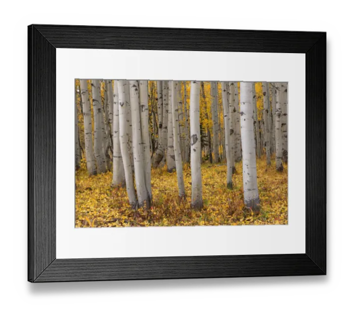 Framed Print : USA, Colorado, Gunnison National Forest, Grove of quaking aspen Framed Print : USA, Colorado, Gunnison National Forest, Grove of quaking aspen