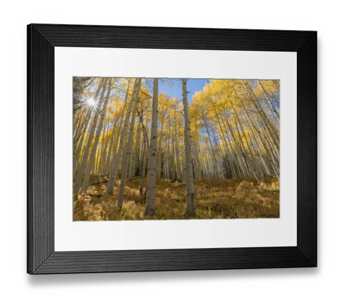 Framed Print : USA, Colorado, Gunnison National Forest, Autumn colored grove of quaking aspen with Framed Print : USA, Colorado, Gunnison National Forest, Autumn colored grove of quaking aspen with