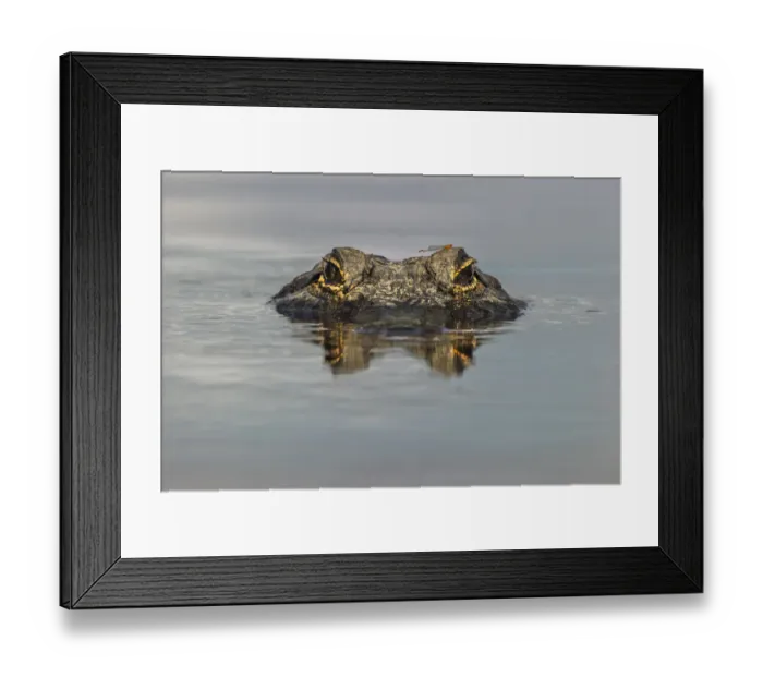 Framed Print : American alligator with dragonfly on head, from eye level with water Framed Print : American alligator with dragonfly on head, from eye level with water
