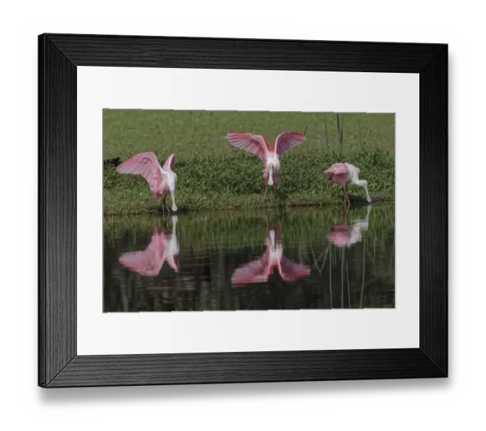 Framed Print : Roseate Spoonbills, Myakka River State Park, Florida Framed Print : Roseate Spoonbills, Myakka River State Park, Florida