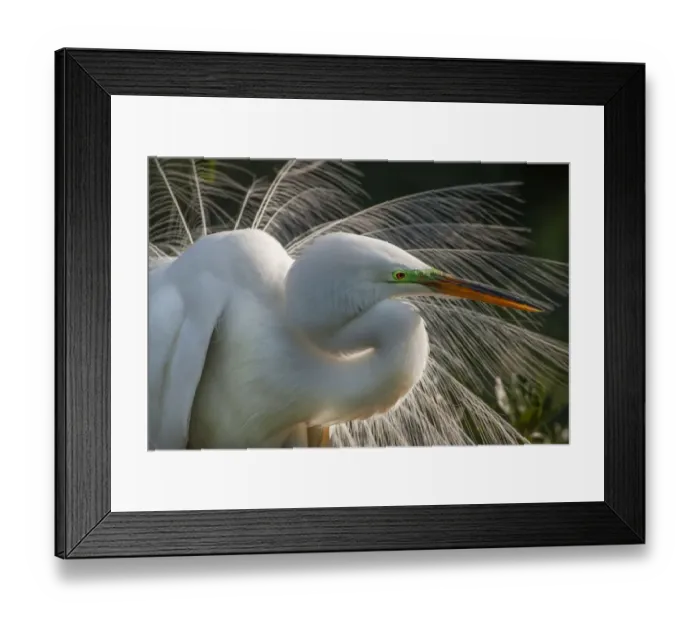 Framed Print : USA, Florida, St. Augustine. Great egret close-up