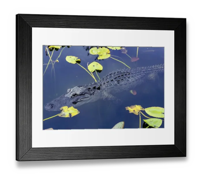Framed Print : Alligator in Everglades National Park, Florida, USA Framed Print : Alligator in Everglades National Park, Florida, USA