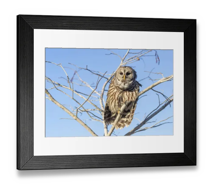 Framed Print : Barred owl in Everglades National Park, Florida, USA Framed Print : Barred owl in Everglades National Park, Florida, USA