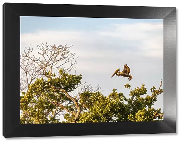 Brown pelican flying at Ten Thousand Islands National Wildlife Refuge in Everglades