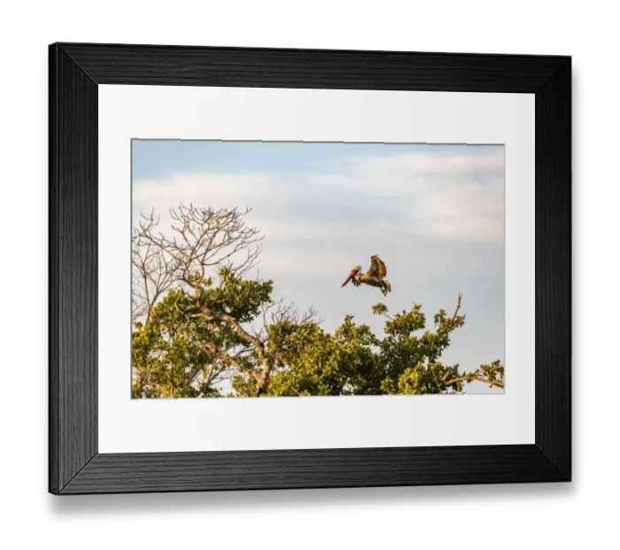 Framed Print : Brown pelican flying at Ten Thousand Islands National Wildlife Refuge in Everglades Framed Print : Brown pelican flying at Ten Thousand Islands National Wildlife Refuge in Everglades