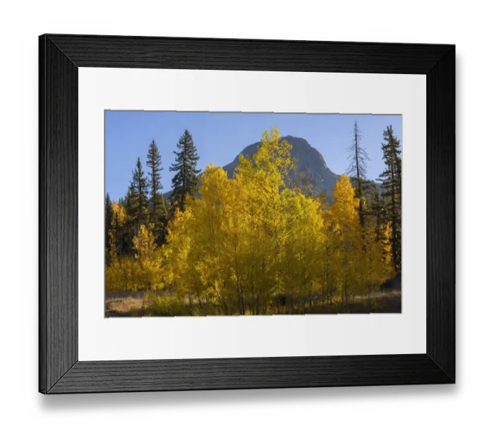 Framed Print : USA, Colorado, San Juan National Forest, Autumn colored aspen (Populus tremuloides Framed Print : USA, Colorado, San Juan National Forest, Autumn colored aspen (Populus tremuloides