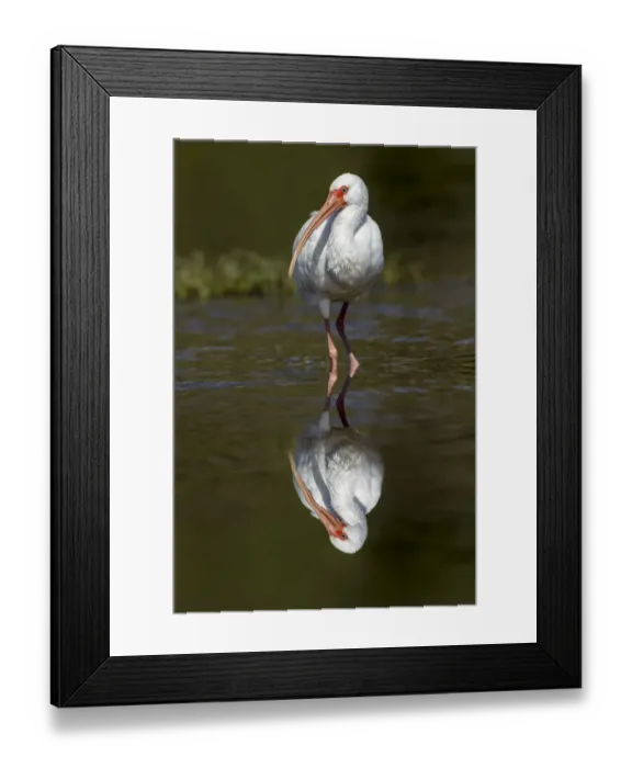 Framed Print : White Ibis and reflection, Myakka River State Park, Florida