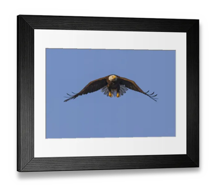 Framed Print : Bald Eagle in flight, Florida Framed Print : Bald Eagle in flight, Florida