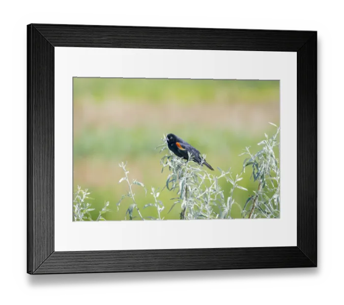 Framed Print : USA, Colorado, Fort Collins. Male red-winged blackbird on bush