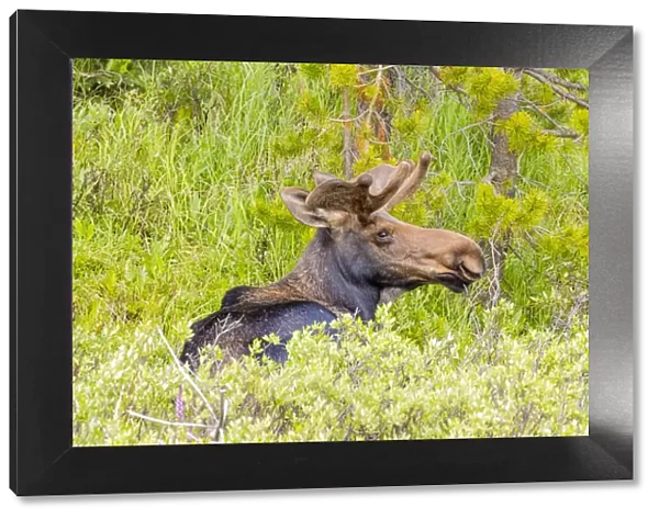 USA, Colorado, Cameron Pass. Adult bull moose resting in grass