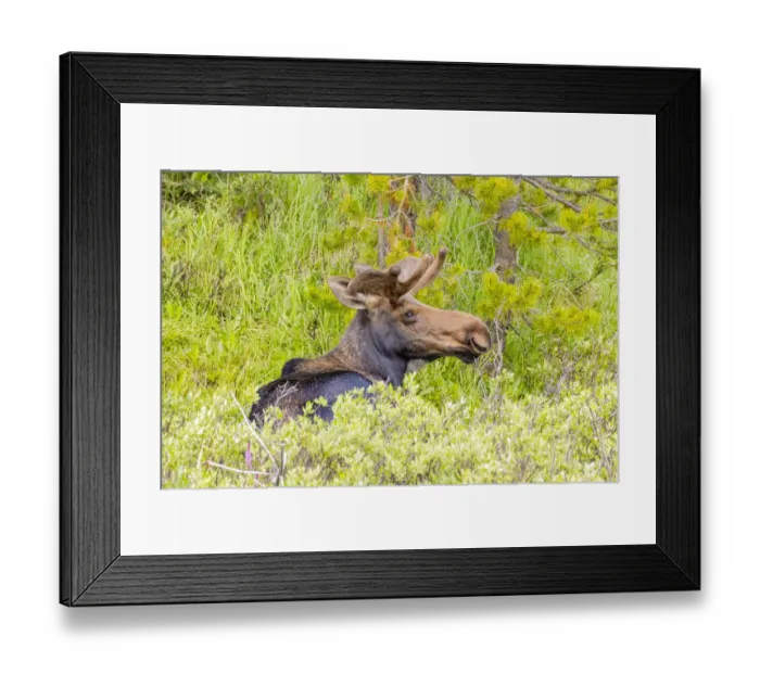 Framed Print : USA, Colorado, Cameron Pass. Adult bull moose resting in grass Framed Print : USA, Colorado, Cameron Pass. Adult bull moose resting in grass