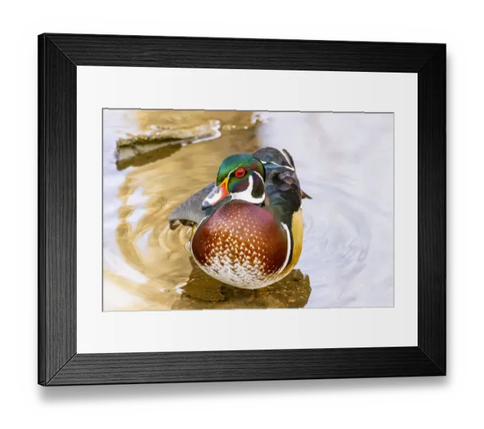 Framed Print : USA, Colorado, Fort Collins. Male American wood duck in water Framed Print : USA, Colorado, Fort Collins. Male American wood duck in water