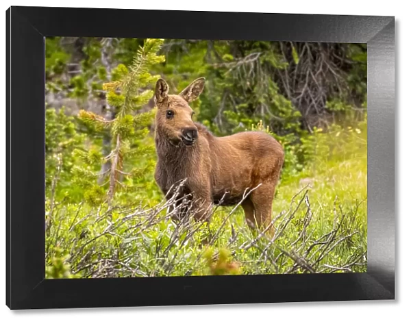 USA, Colorado, Cameron Pass. Moose calf in meadow