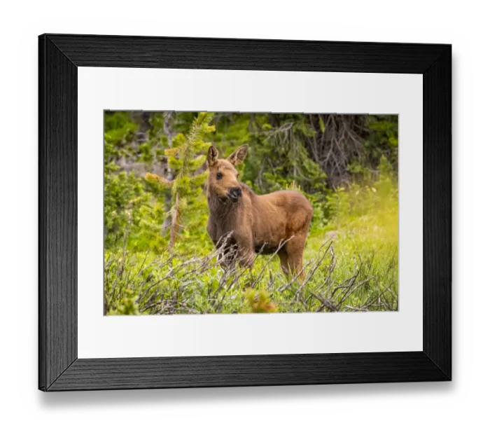Framed Print : USA, Colorado, Cameron Pass. Moose calf in meadow Framed Print : USA, Colorado, Cameron Pass. Moose calf in meadow