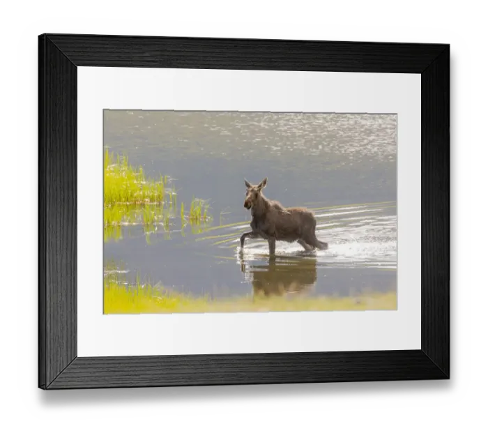 Framed Print : USA, Colorado, Rocky Mountain National Park. Yearling bull moose in water
