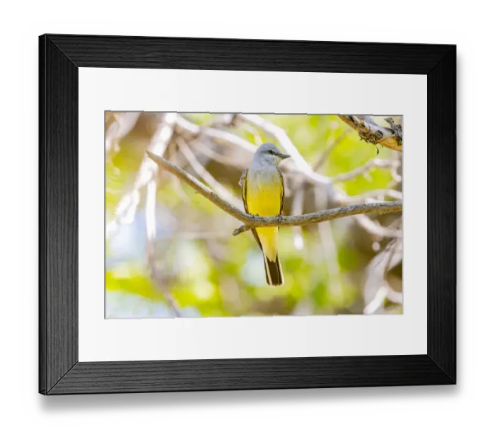 Framed Print : USA, Colorado, Fort Collins. Western kingbird male close-up Framed Print : USA, Colorado, Fort Collins. Western kingbird male close-up