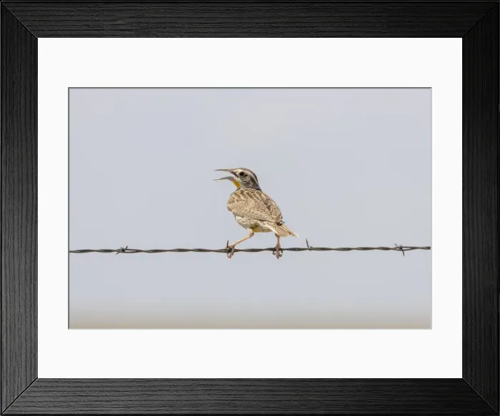 Framed Print : USA, Colorado, Fort Collins. Western meadowlark calling