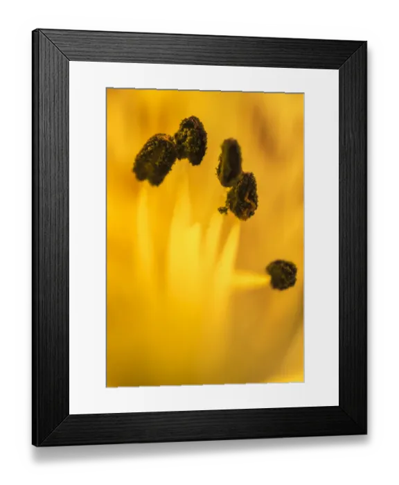 Framed Print : Yellow, abstract daylily Framed Print : Yellow, abstract daylily