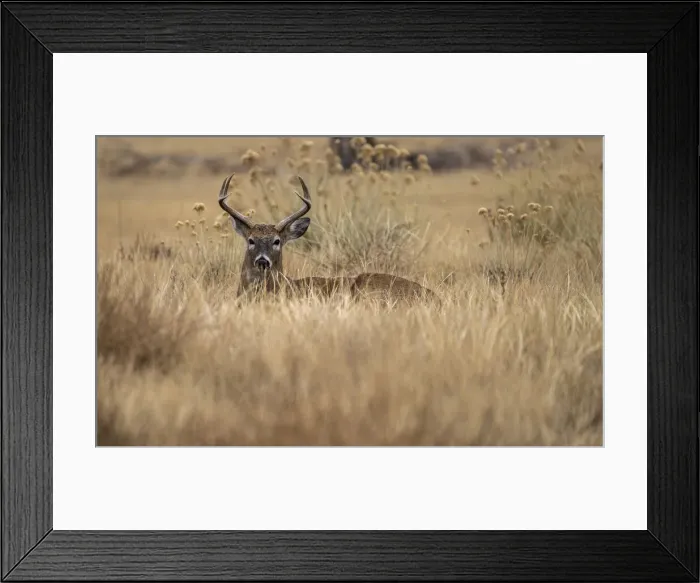Framed Print : USA, Colorado wildlife Framed Print : USA, Colorado wildlife