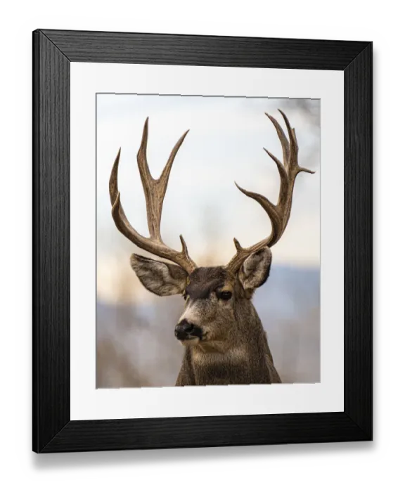 Framed Print : USA, Colorado wildlife