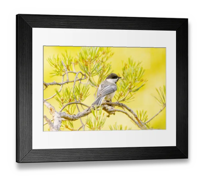 Framed Print : USA, Colorado, Fort Collins. Black-capped chickadee on limb Framed Print : USA, Colorado, Fort Collins. Black-capped chickadee on limb