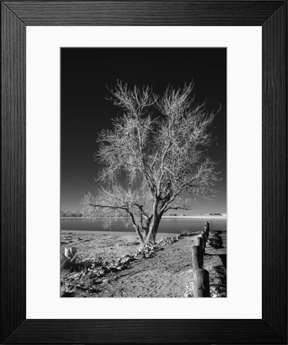 Framed Print : Infrared of lone tree Framed Print : Infrared of lone tree
