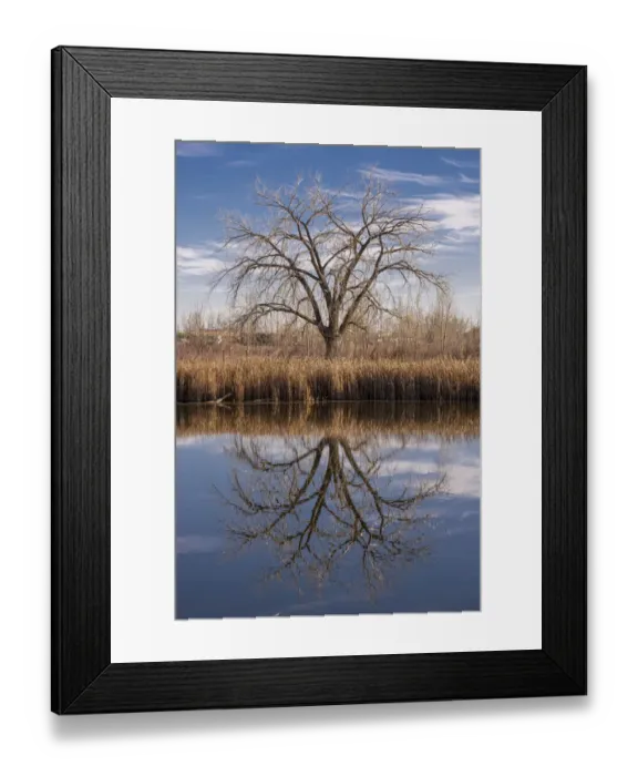 Framed Print : Lone tree reflection Framed Print : Lone tree reflection