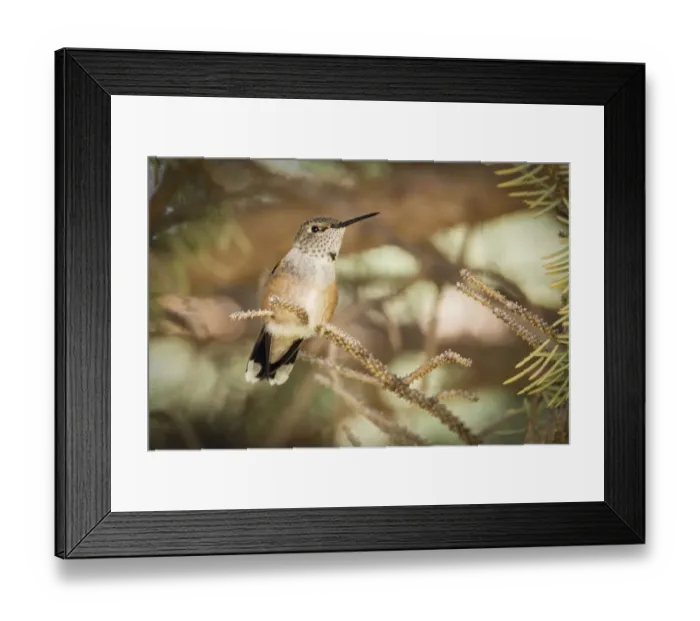 Framed Print : USA, Colorado, hummingbird Framed Print : USA, Colorado, hummingbird